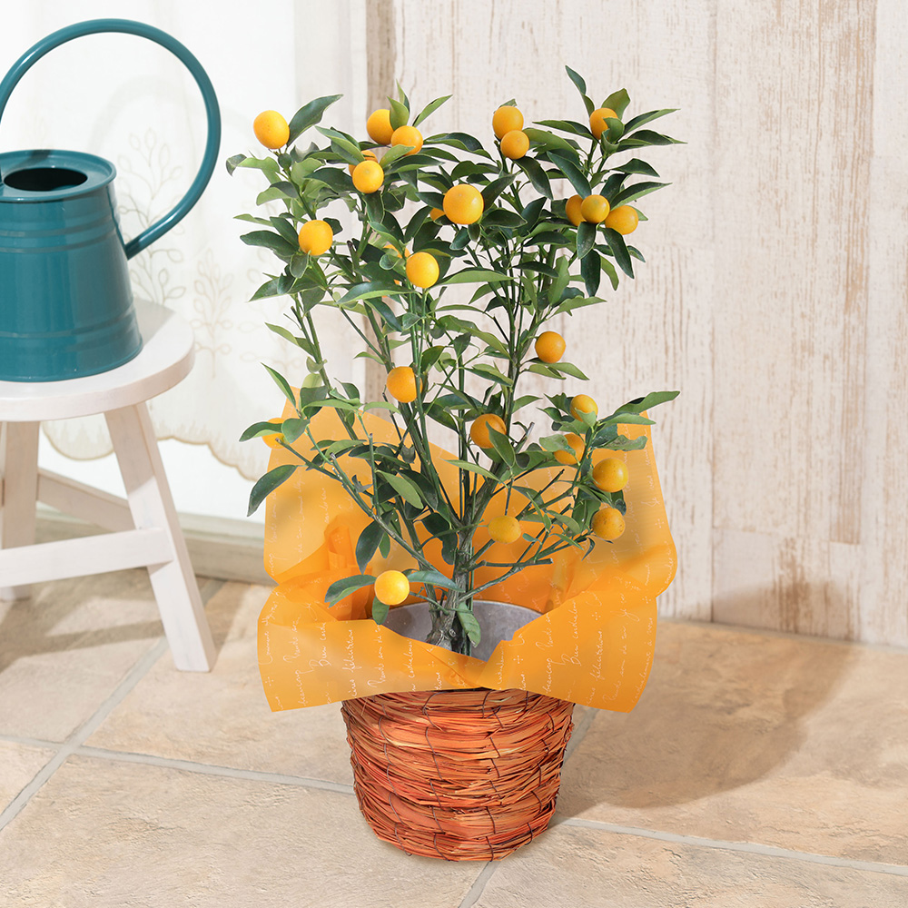 イイハナ】EX鉢植え「おうち果樹園 金柑」│花の翌日宅配はお