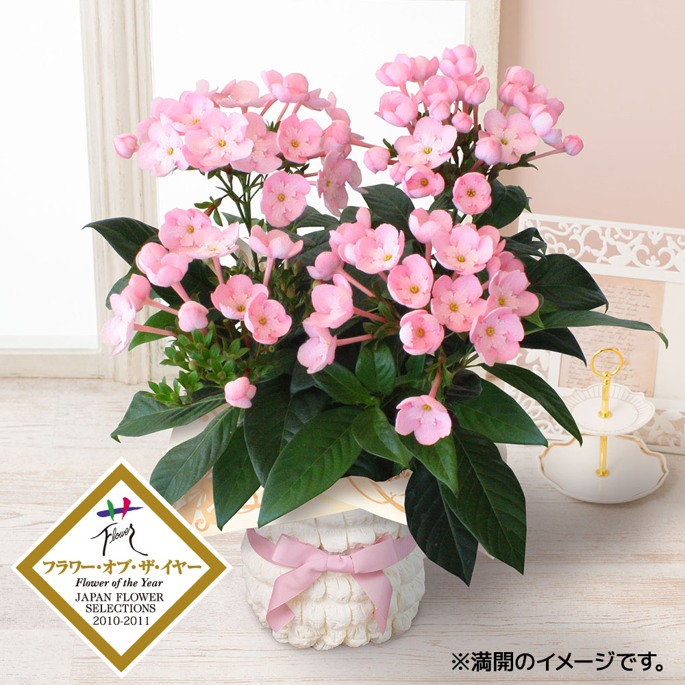 鉢植え「におい桜ココ」｜秋の花特集｜フラワーギフト通販ならイイハナ