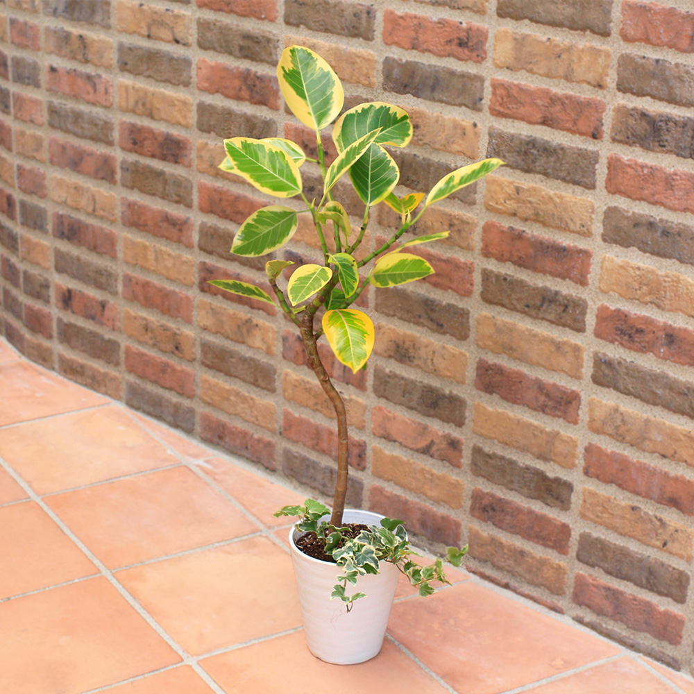 観葉植物「フィカス・アルテシマ」｜秋の花特集｜フラワーギフト