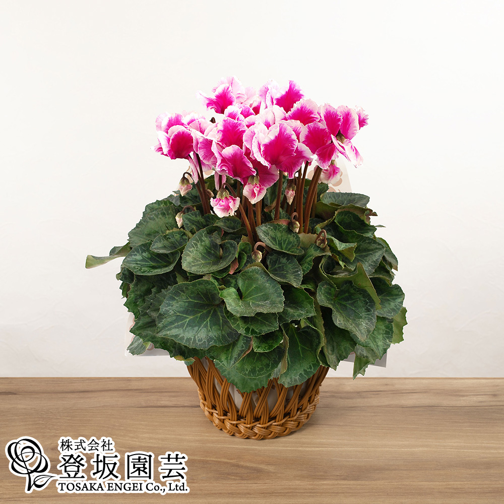 鉢植え「シクラメン ひらり むらさきバイカラー」｜お歳暮特集