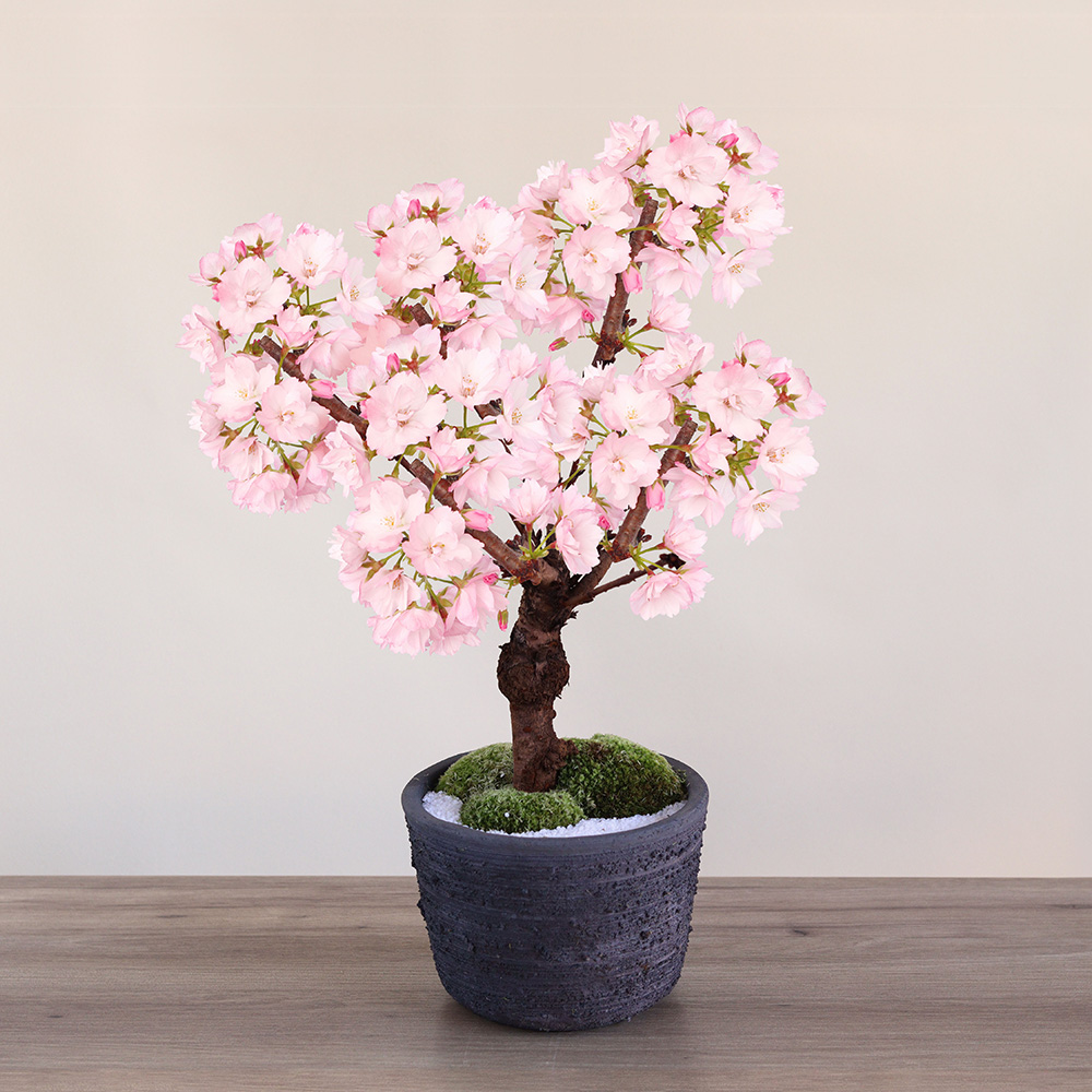 盆栽「風流桜」|桜・桃・梅特集|フラワーギフト通販なら 盆栽「風流桜」|桜・桃・梅特集|フラワーギフト通販なら