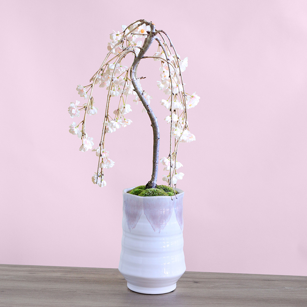 盆栽「しだれ桜」｜桜・桃・梅特集｜フラワーギフト通販ならイイハナ
