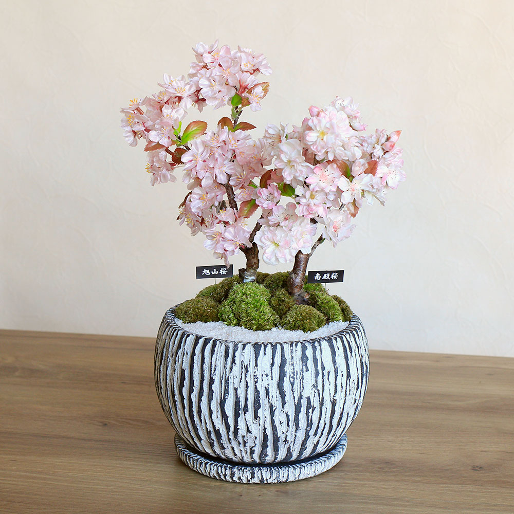 盆栽「「桜花爛漫 南殿桜＆旭山桜2本立ち」」｜桜・桃・梅特集