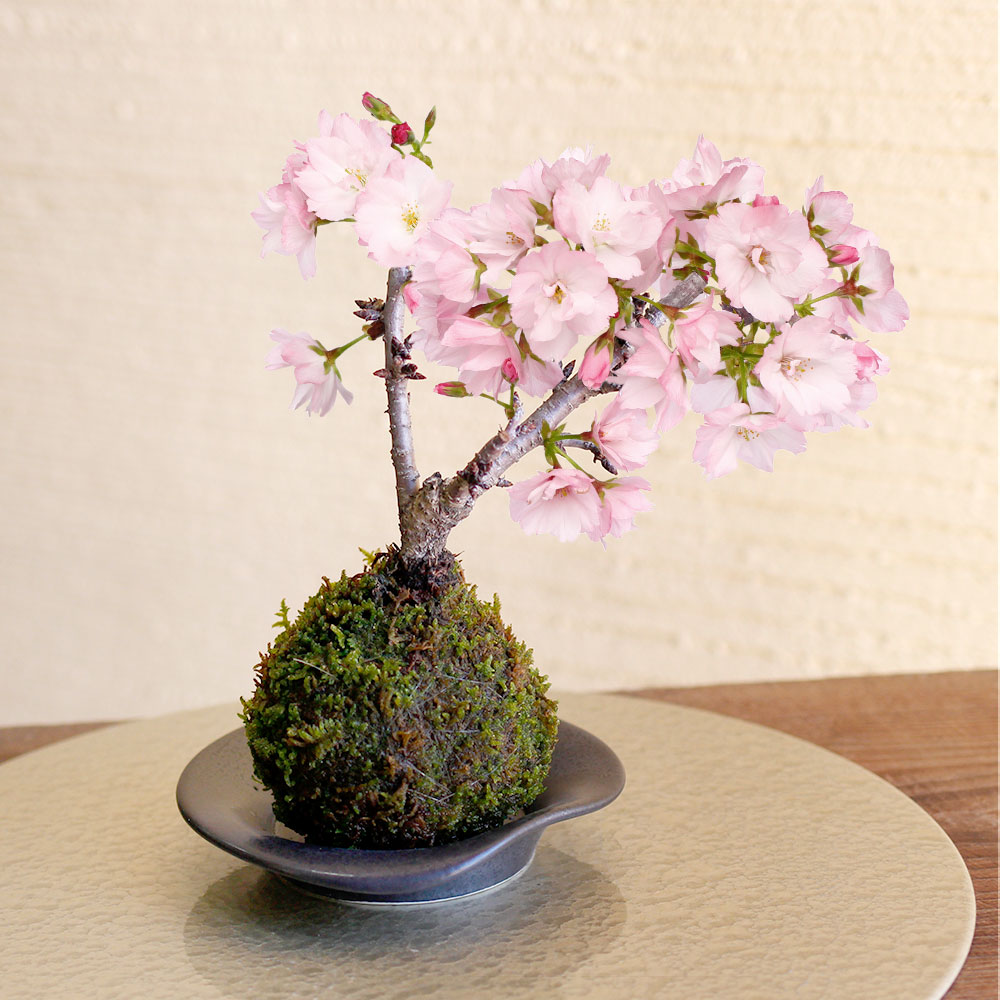 盆栽「桜の苔玉」｜桜・桃・梅特集｜フラワーギフト通販ならイイハナ