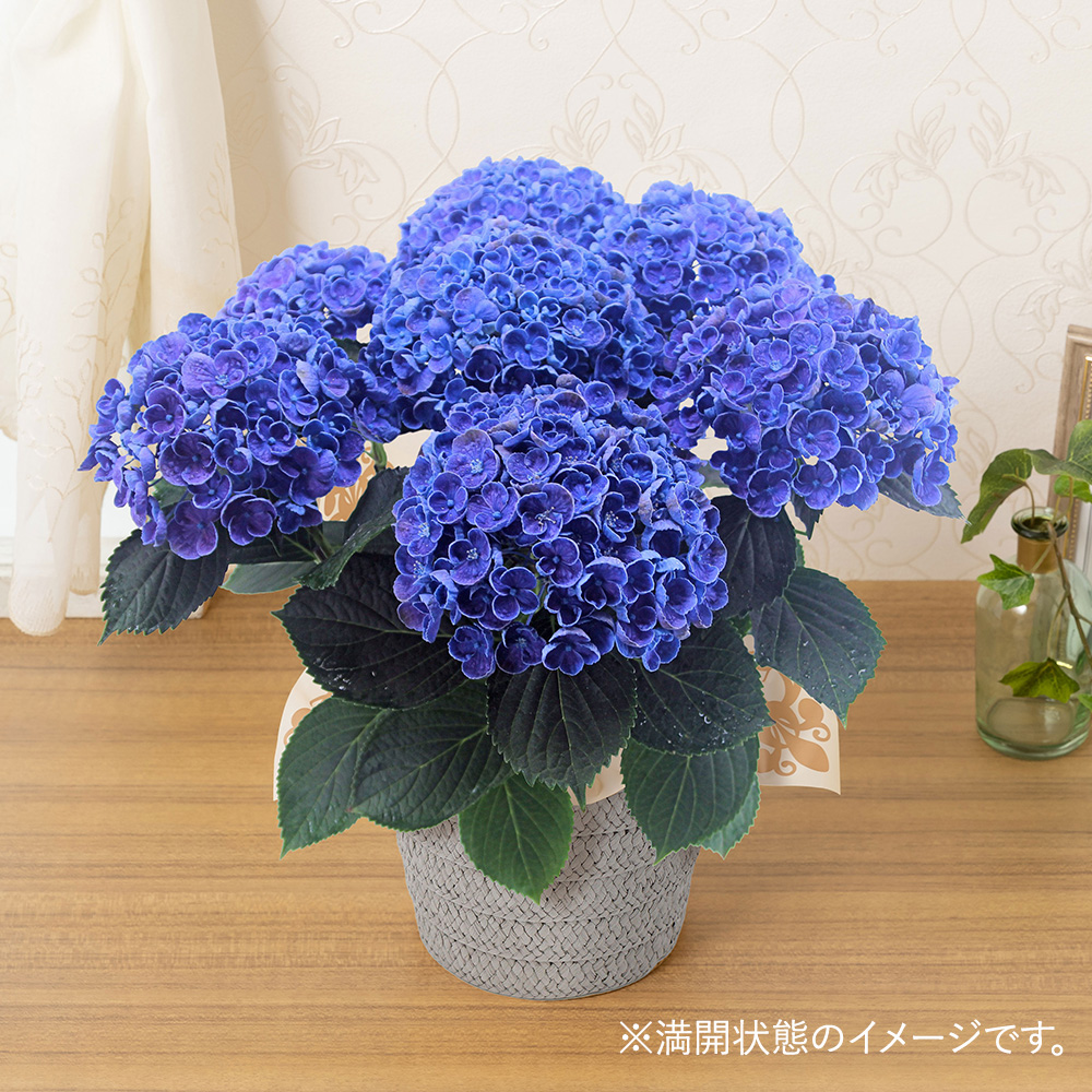 鉢植え「お多福紫陽花」│初夏の花特集