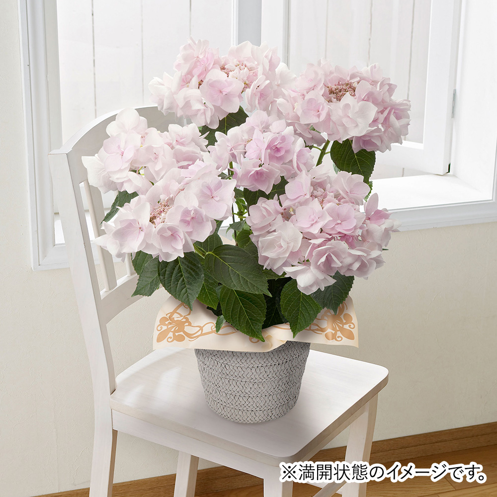 鉢植え「アジサイ ノーブルピンク」│初夏の花特集
