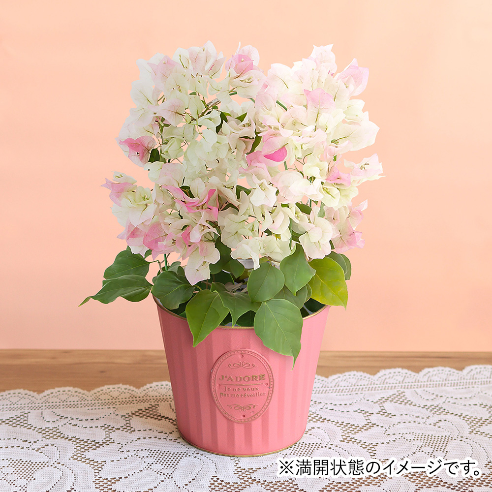 鉢植え「ブーゲンビリア ブライダルピンク」│初夏の花特集