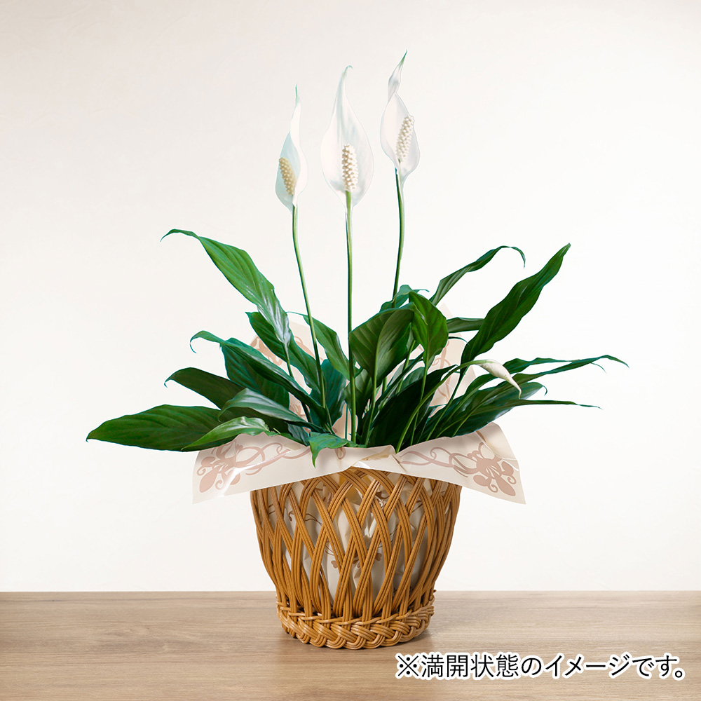 鉢植え「スパティフィラム」│初夏の花特集