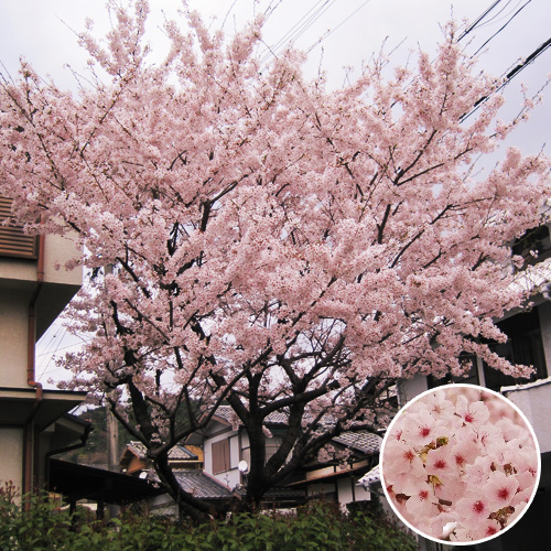 イイハナ 記念樹 シンボルツリー 桜 ソメイヨシノ 花 フラワーギフト販売 通販