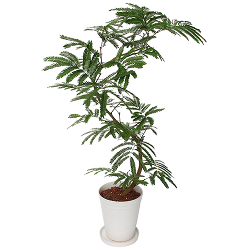 イイハナ 観葉植物 エバーフレッシュ 7号 花 フラワーギフト販売 通販