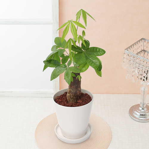 イイハナ 観葉植物 パキラ 6号 花 フラワーギフト販売 通販