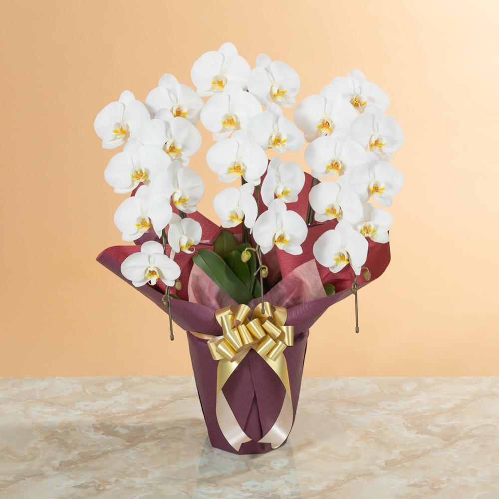 イイハナ 鉢植え 大輪胡蝶蘭3本立ち 白 スタンダードクラス 花 フラワーギフト販売 通販