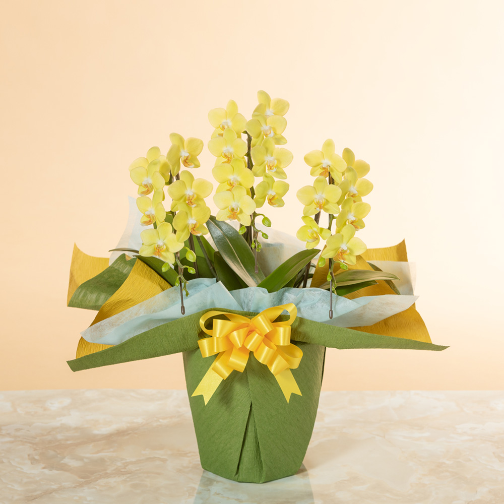 イイハナ 鉢植え ミディー胡蝶蘭3本立ち 黄色 花 フラワーギフト販売 通販