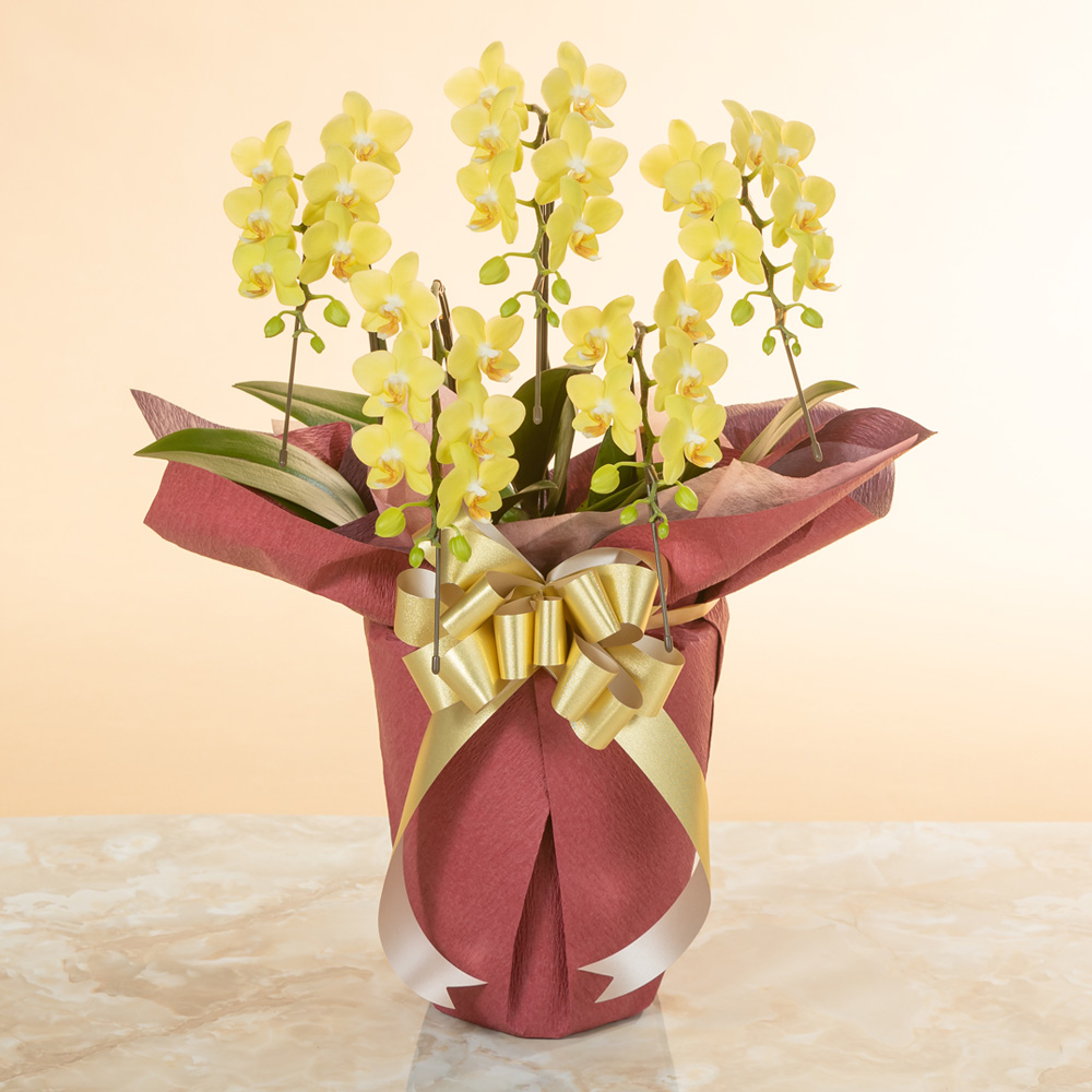イイハナ 鉢植え ミディー胡蝶蘭5本立ち 黄色 花 フラワーギフト販売 通販