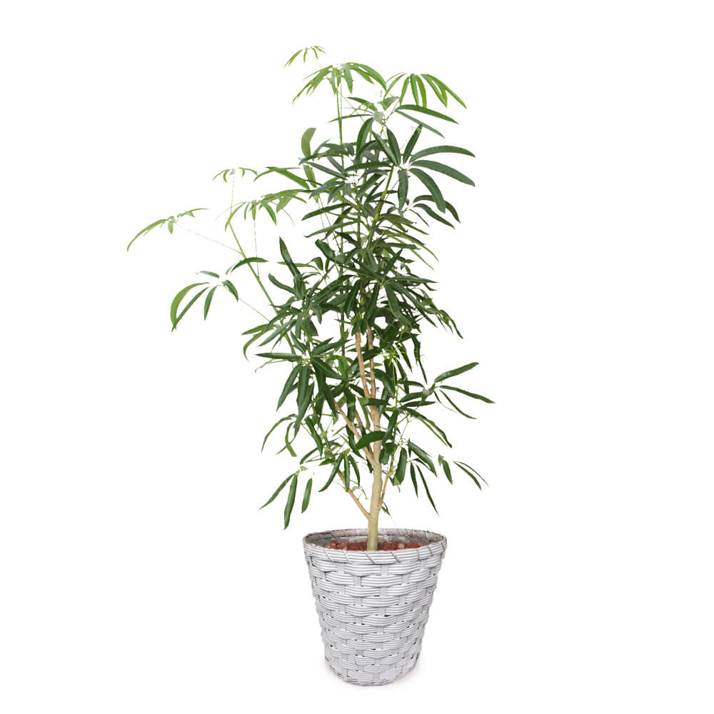 イイハナ 観葉植物 シェフレラ8号 バスケット 花 フラワーギフト販売 通販