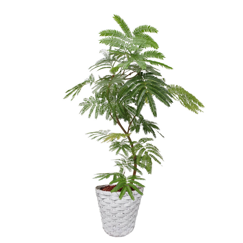 イイハナ 観葉植物 エバーフレッシュ8号 バスケット 花 フラワーギフト販売 通販