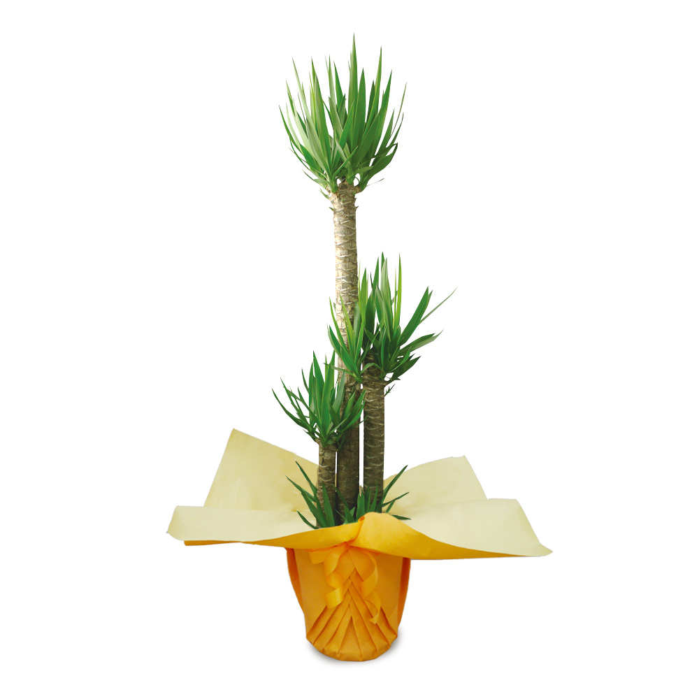 イイハナ 観葉植物 ドラセナ ユッカ10号 ラッピング 花 フラワーギフト販売 通販