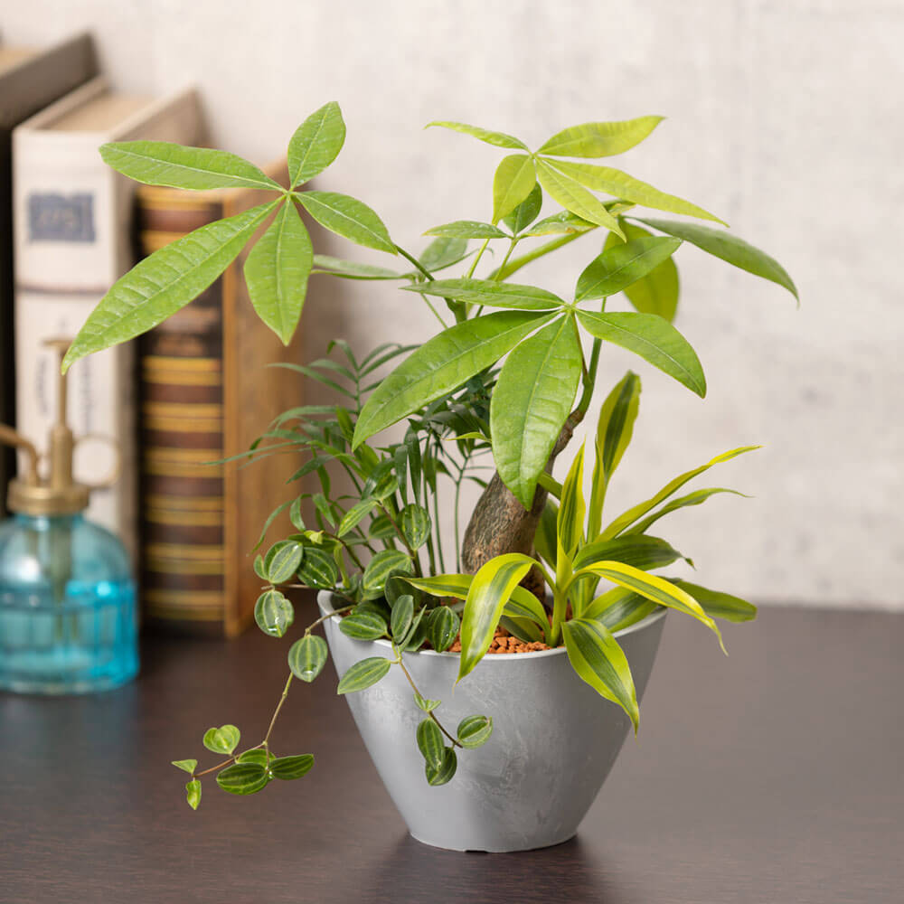 イイハナ 寄せ植え New Green Leaf 花 フラワーギフト販売 通販