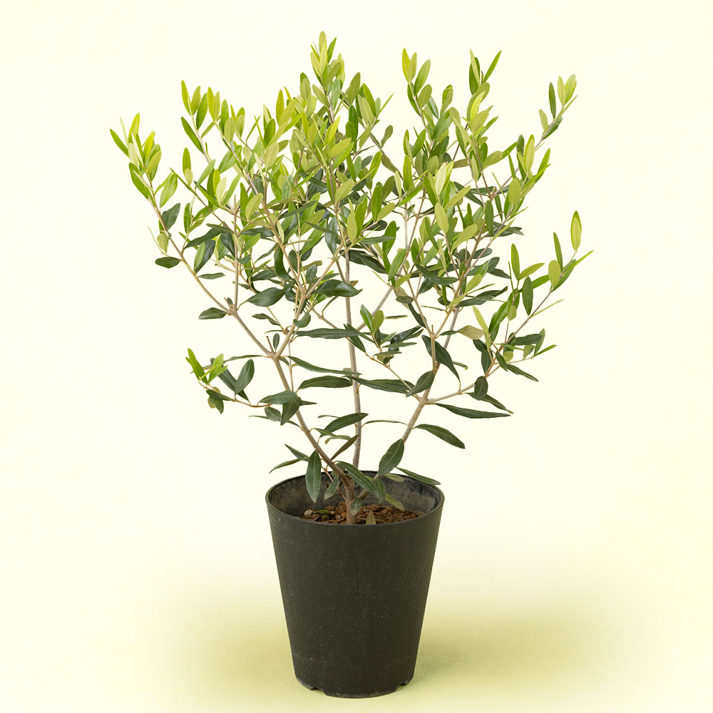 地植え可シンボルツリーとしても良いピスタチオリーブス 地植え可シンボルツリーとしても良いピスタチオリーブス