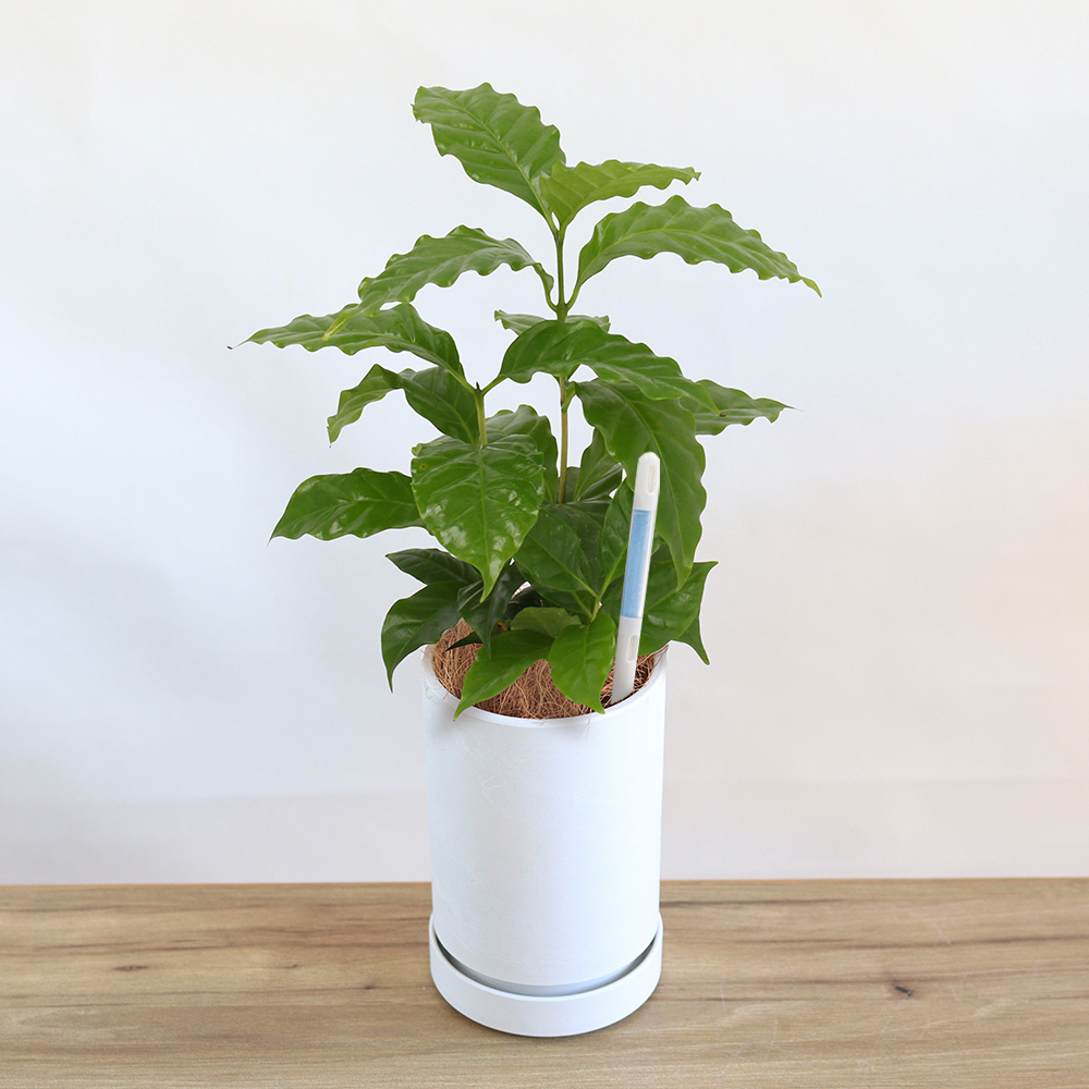 観葉植物「はじめてのインテリアグリーン コーヒーの木」｜フラワー 