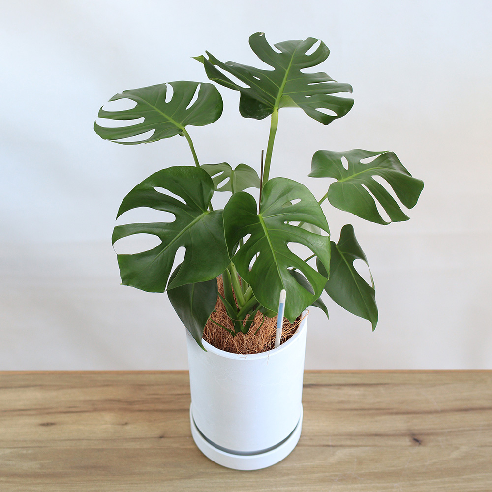 観葉植物「緑のある暮らし モンステラ5号」｜フラワーギフト通販なら