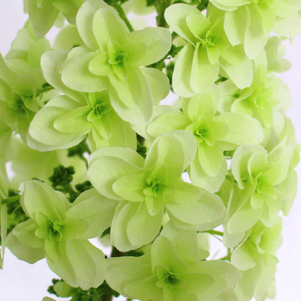 イイハナ 母の日 鉢植え プレミアムアジサイ かしわ葉アジサイ 花のプレゼント ギフト