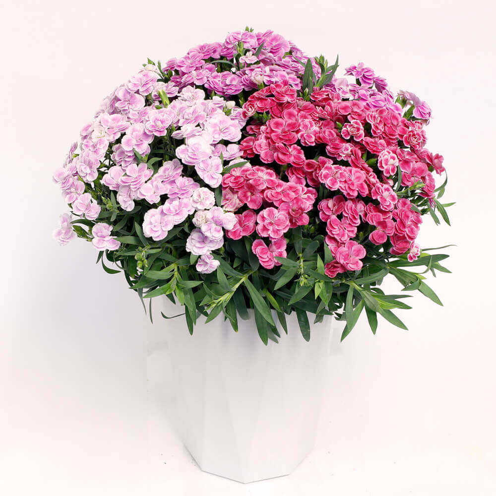 イイハナ 母の日 鉢植え プレミアムカーネーション ミックススイーツ 花のプレゼント ギフト