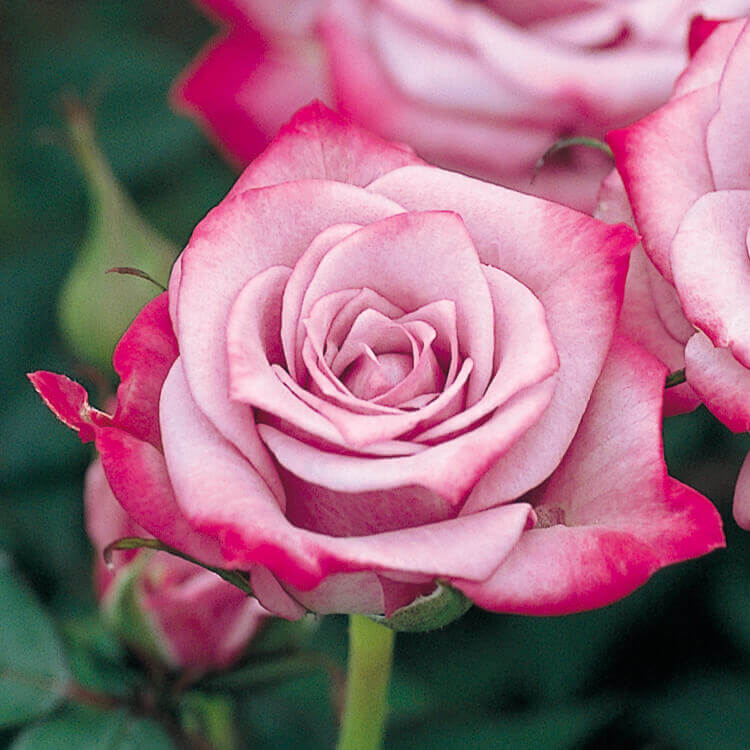 イイハナ 母の日 鉢植え ミニバラ ブルーオベーション 花のプレゼント ギフト