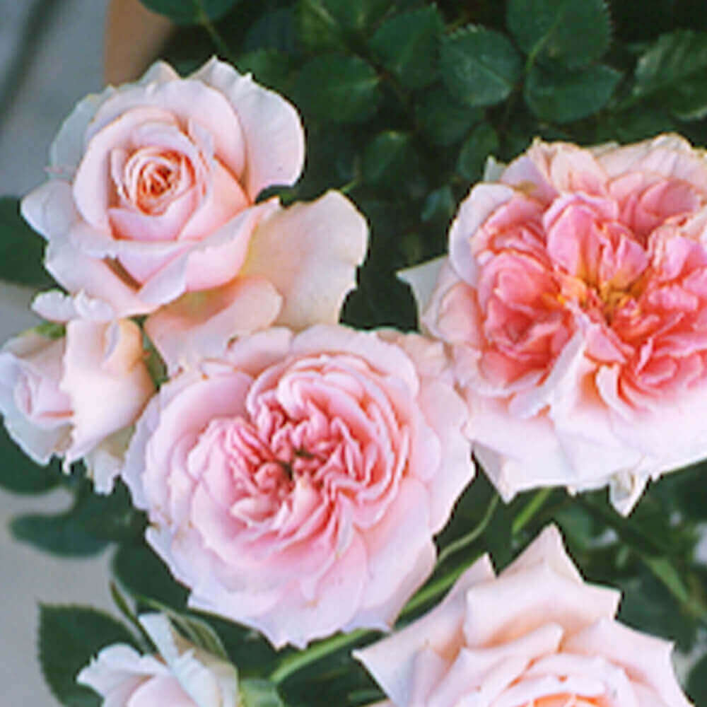 イイハナ 母の日 鉢植え ミニバラ レディーメイアンディナ 花のプレゼント ギフト