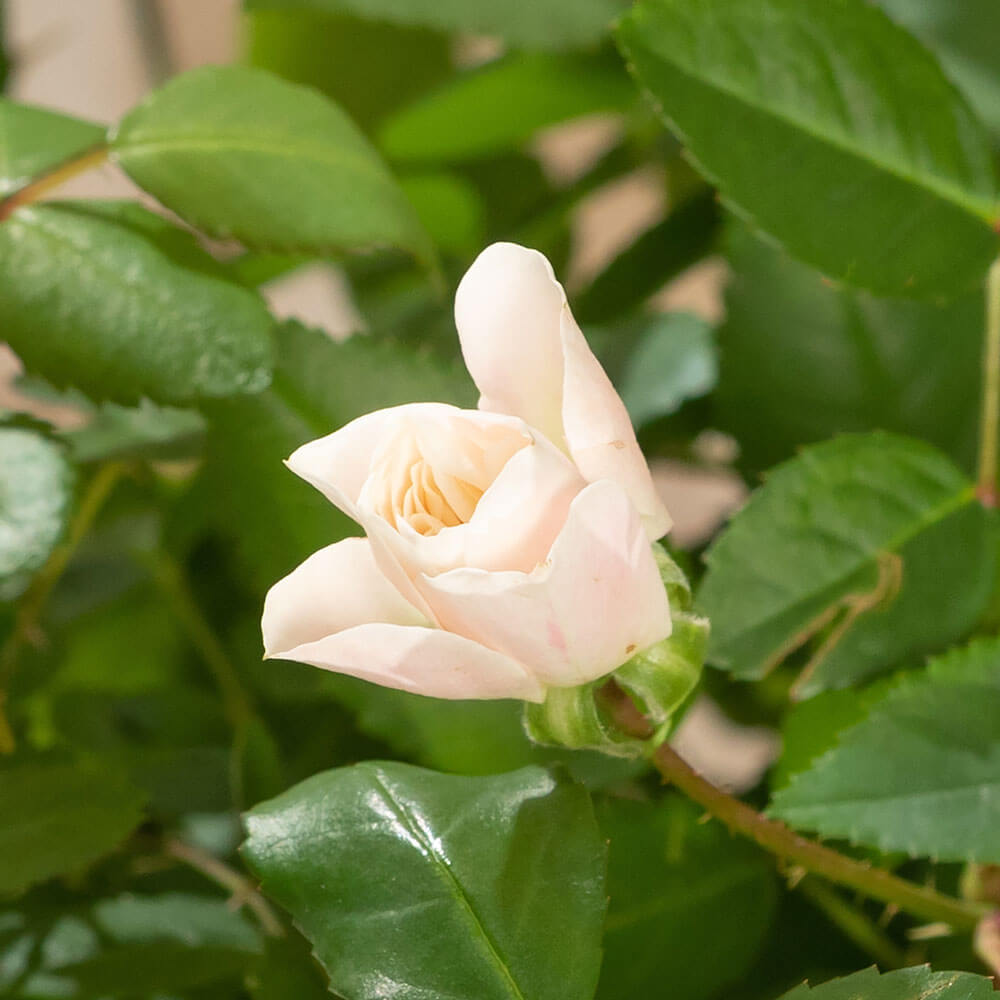 イイハナ 母の日 鉢植え ミニバラ グリーンアイス 花のプレゼント ギフト