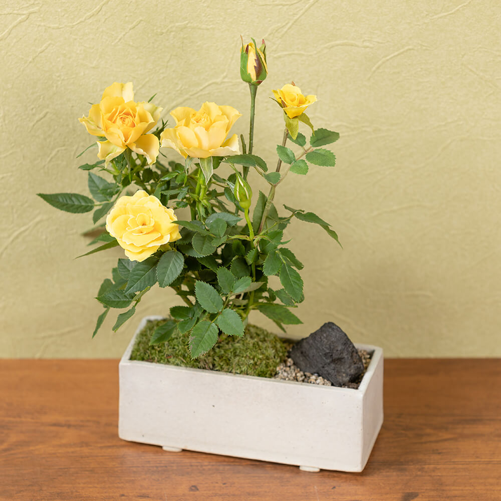 イイハナ 父の日 鉢植え ミニバラ盆栽仕立て 花のプレゼント ギフト