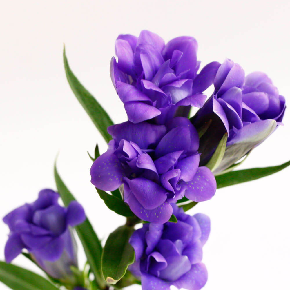 イイハナ 敬老の日 鉢植え プレミアムりんどう 蒼孔雀 花のプレゼント ギフト イイハナ 敬老の日 鉢植え プレミアムりんどう 蒼孔雀 花のプレゼント ギフト
