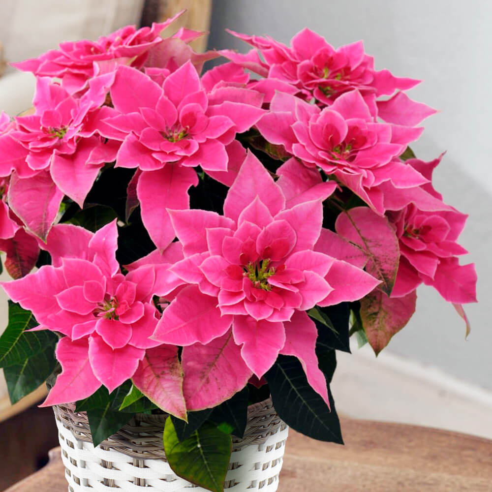 イイハナ 鉢植え バラ咲きプリンセチア ローザ クリスマスの花プレゼント ギフト