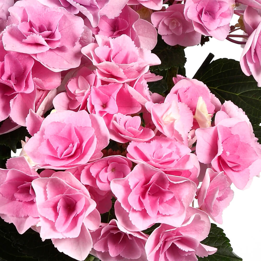 イイハナ 母の日 鉢植え アジサイ フェアリーアイ イイハナ人気no 1 花のプレゼント ギフト