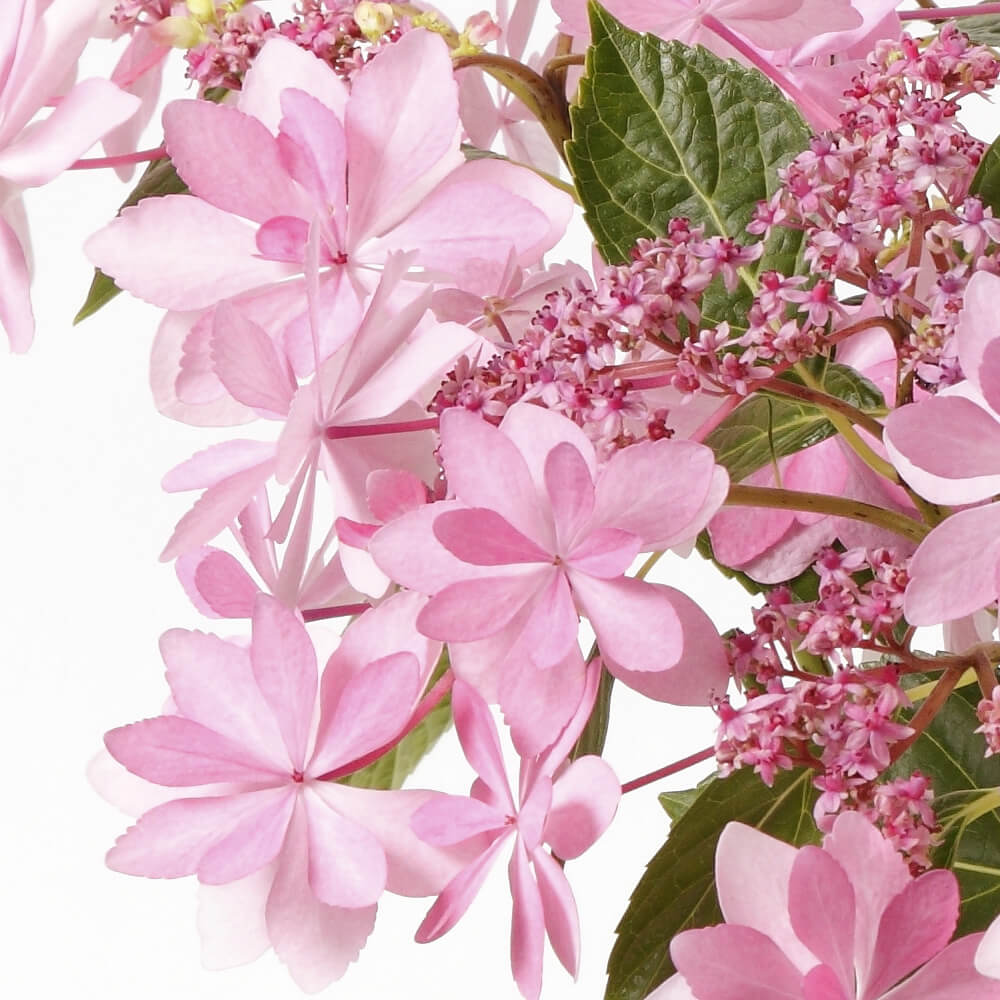 イイハナ 母の日 鉢植え アジサイ ダンスパーティー 花のプレゼント ギフト