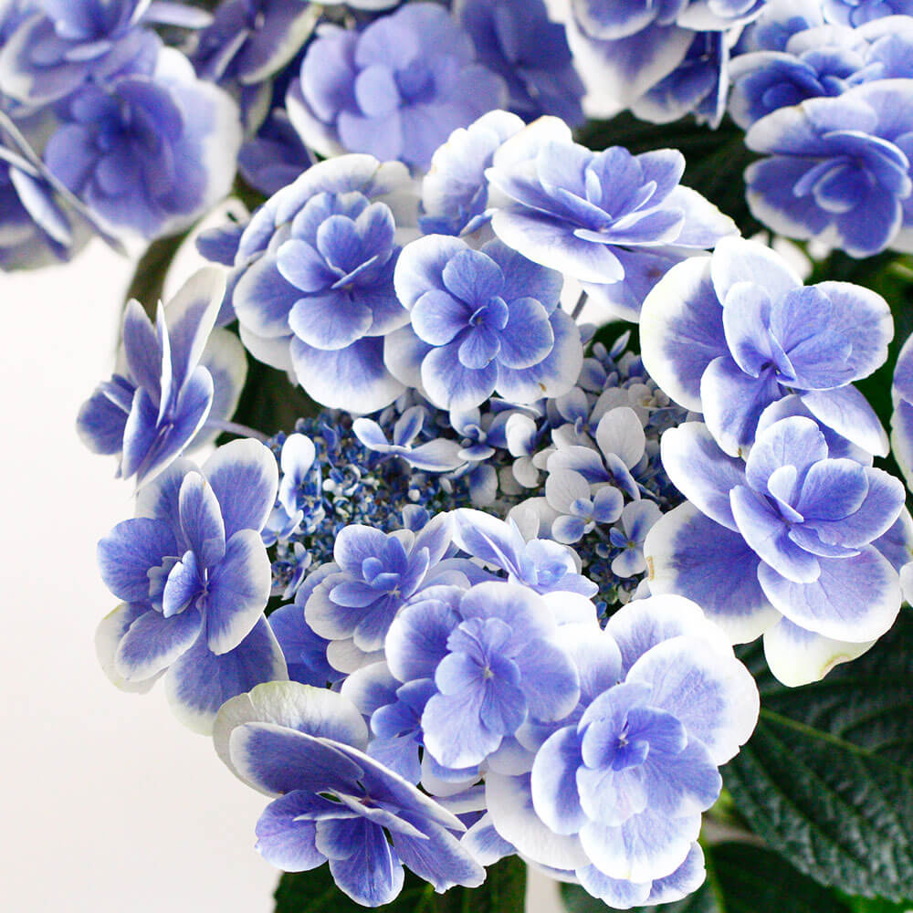 イイハナ 母の日 鉢植え アジサイ ドリップブルー 花のプレゼント ギフト