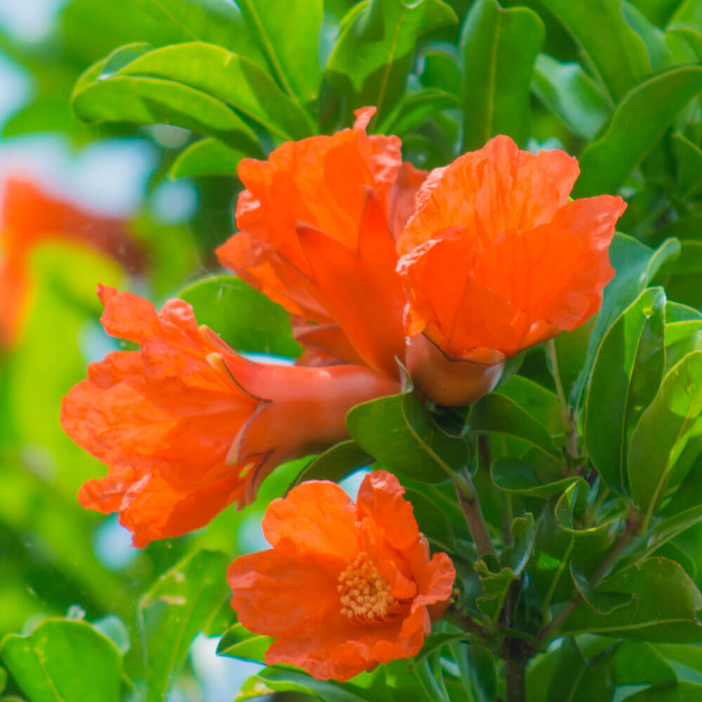 イイハナ 父の日 盆栽 ザクロ 花のプレゼント ギフト