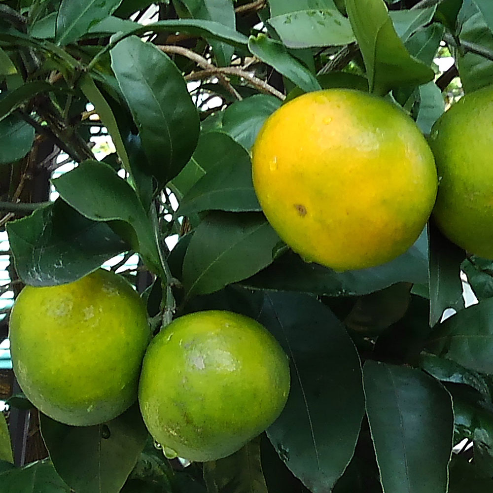 イイハナ Ex鉢植え おうち果樹園 実付きみかん 花の翌日宅配はお急ぎオーダー