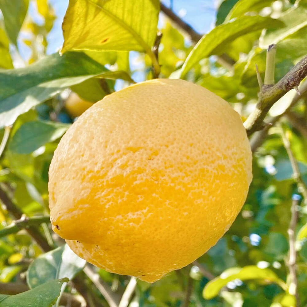 父の日　鉢植え「おうち果樹園　レモン」