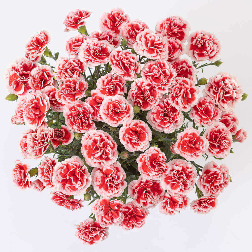 �l�C�̔��A���R���{�u�������z�C�b�v���\���V�[�J�[�̃Z�b�g�v