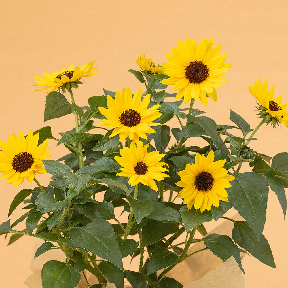 �l�C�̔��A���R���{�u�������z�C�b�v���\���V�[�J�[�̃Z�b�g�v