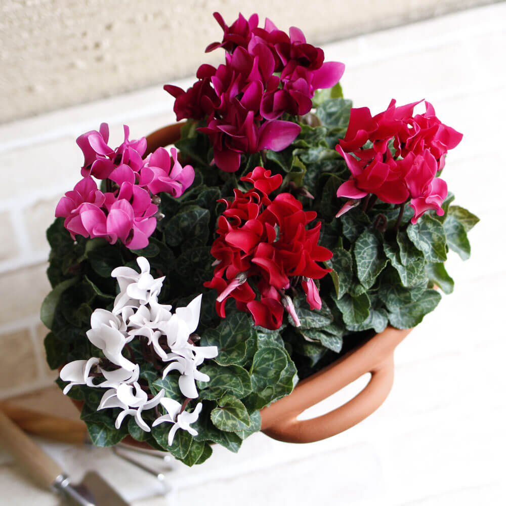 イイハナ Ex寄せ植え 冬の香り ガーデンシクラメン 花の翌日宅配はお急ぎオーダー