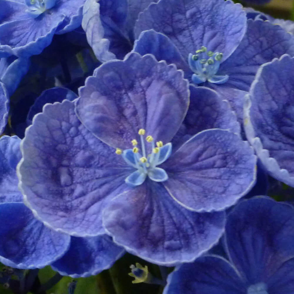 イイハナ 鉢植え お多福紫陽花 初夏特集