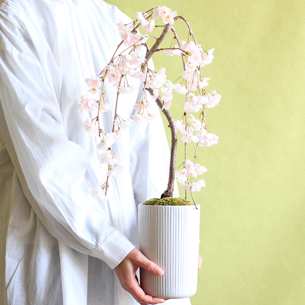 イイハナ】EX盆栽「しだれ桜」│花の翌日宅配はお急ぎオーダー