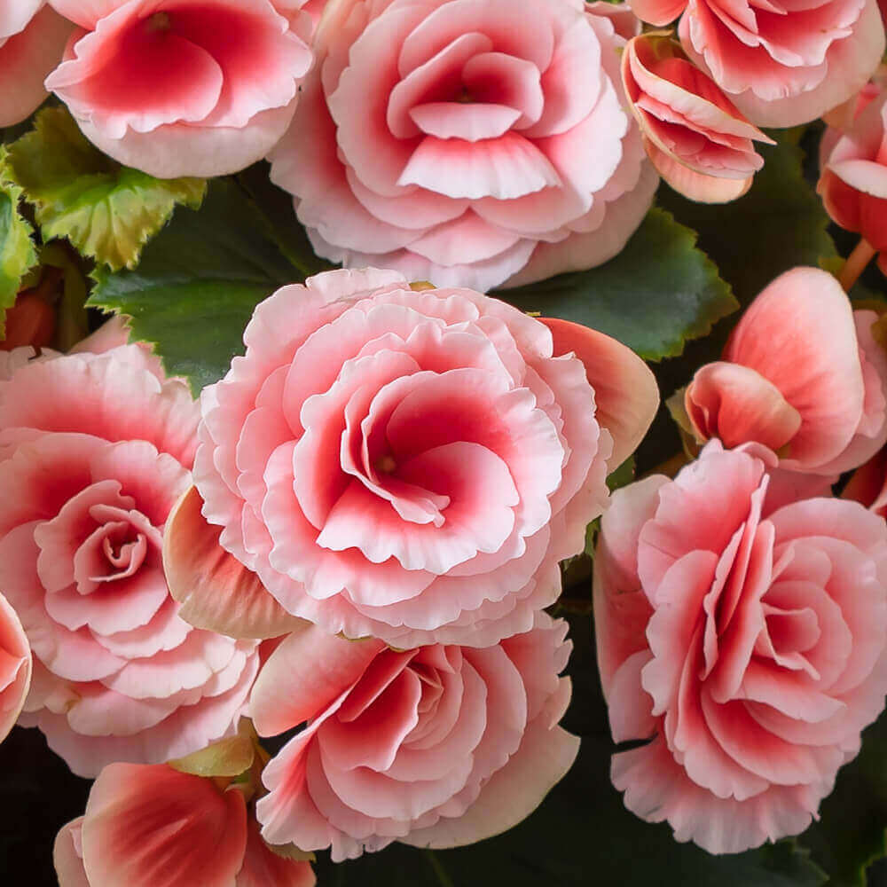 イイハナ 母の日 鉢植え 大輪バラ咲きベゴニア ボリアス 花のプレゼント ギフト