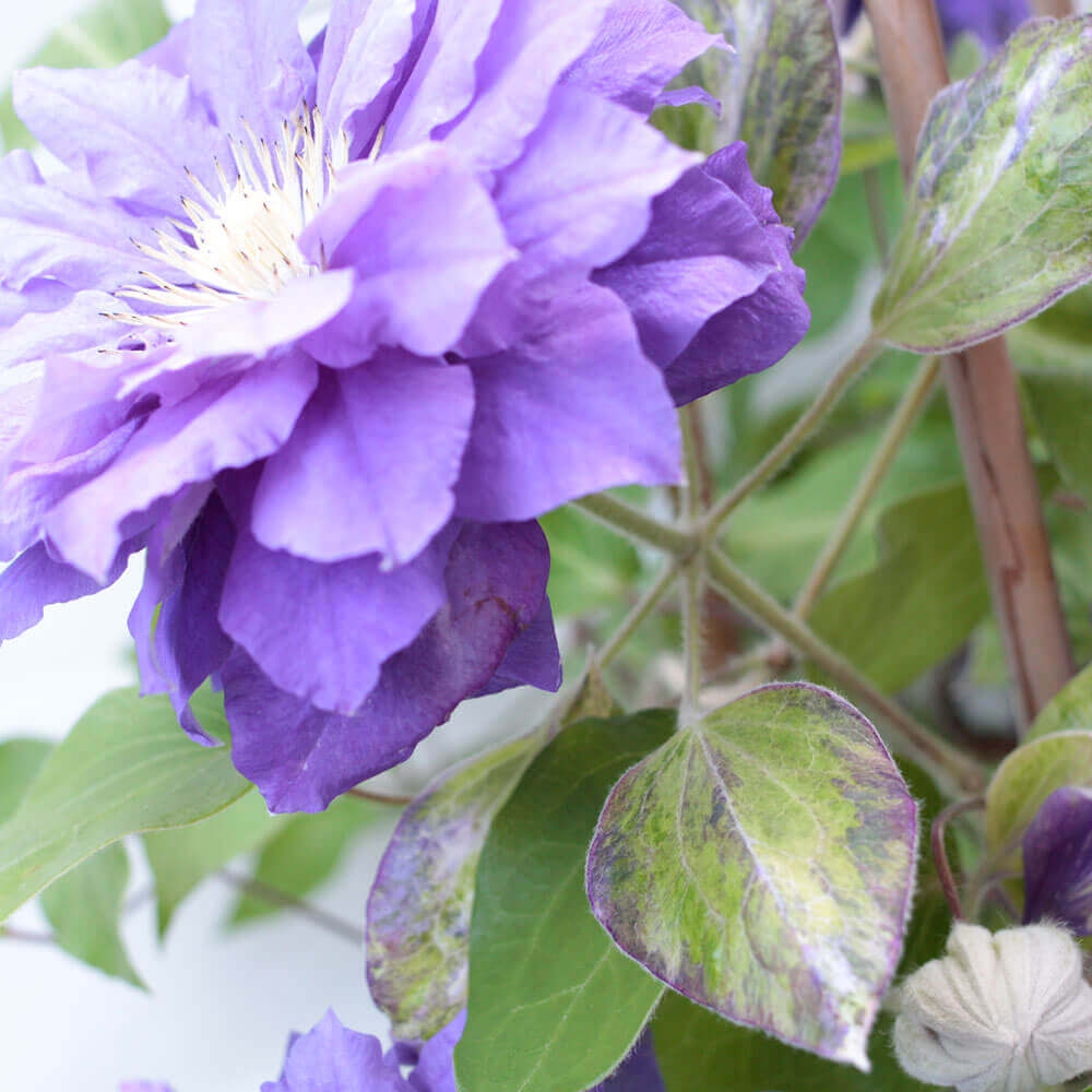 イイハナ 母の日 鉢植え クレマチス キリテカナワ 花のプレゼント ギフト