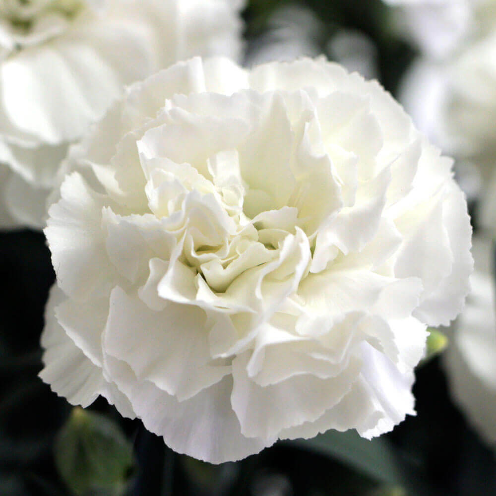 イイハナ お供え花セット お母さんを偲ぶ白いカーネーション 母の日限定お線香付き 花のプレゼント ギフト