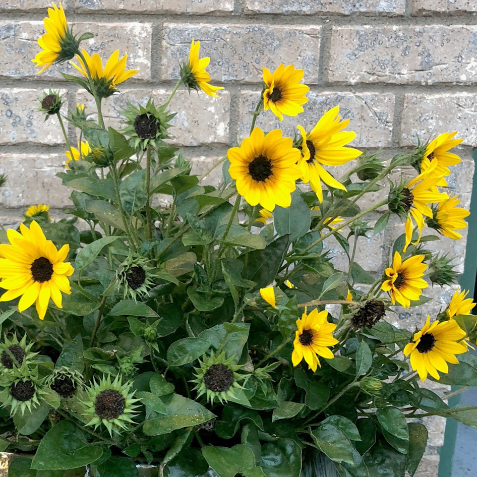 イイハナ 父の日 鉢植え ひまわり サンビリーバブル 花のプレゼント ギフト