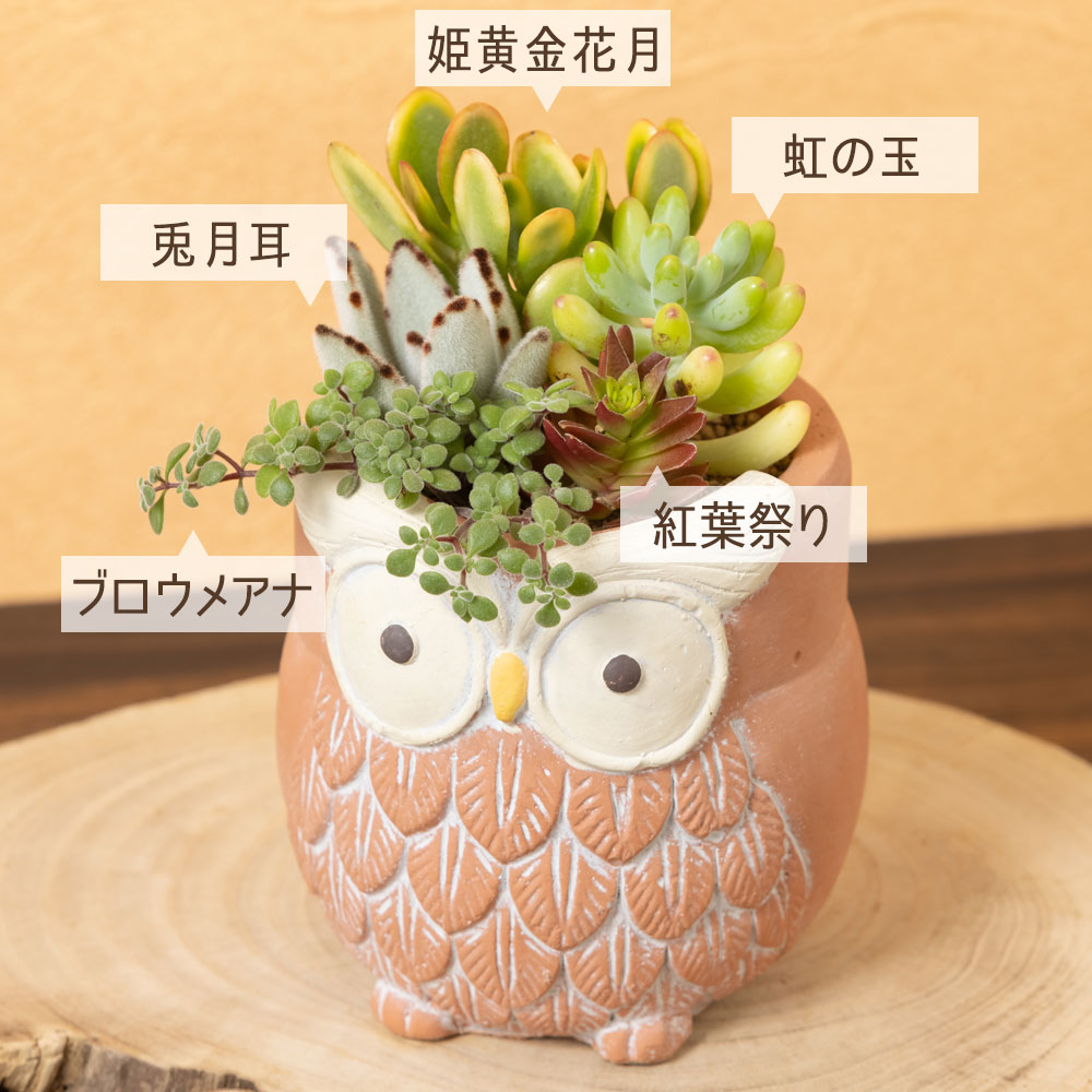 イイハナ 敬老の日 寄せ植え 仲良しフクロウ 花のプレゼント ギフト