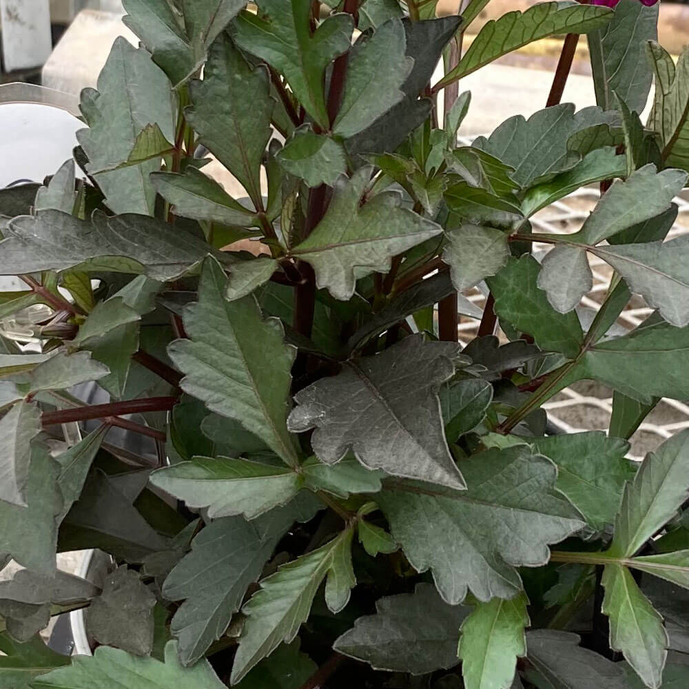 イイハナ 敬老の日 鉢植え シックなワイン色のダリア 花のプレゼント ギフト